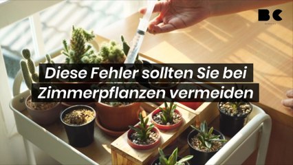 Diese Fehler sollten Sie bei Zimmerpflanzen vermeiden
