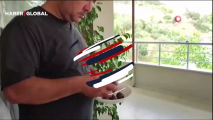 Tam 9 adet! Kurbanlığın karnından çıkanlar görenleri şaşırttı