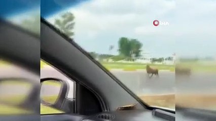 Sahibinden kaçan kurbanlık kuzu plajı birbirine kattı... O anlar kamerada