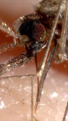 Follow These Mosquito-Deterring Methods This Summer