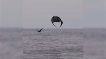 El espectacular salto de una mantarraya a cámara lenta