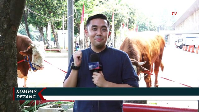 Persiapan Penyembelihan Kurban Sapi 1 Ton oleh Presiden Jokowi dan Wapres Maruf Amin di Istiqlal