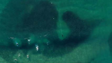 Playful Seal Chases Huge School Of Salmon Off Bondi Beach | Wild-ish TV