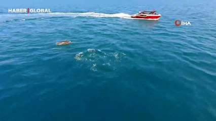 Yunusların avlarını yakalama anı saniye saniye görüntülendi