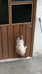 Smart Cat Figures Out How to Open Door