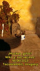 Muchos gatitos - Wiki y sus amigos (18/06/2023)