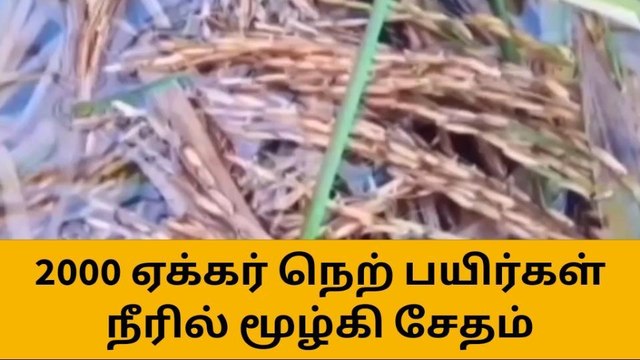கடலூர்: 2000 ஏக்கர் நெற்பயிர்கள் நீரில் மூழ்கி சேதம்!