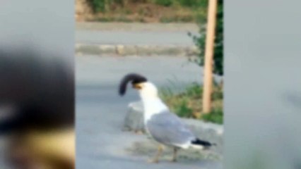 Martı, sincabı cadde ortasında insanların gözleri önünde yuttu