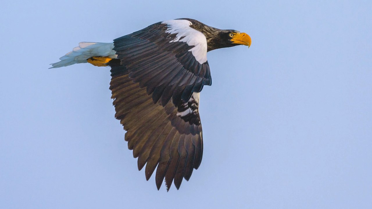 Ungewöhnliches Phänomen: Riesenseeadler an Nordsee gesichtet