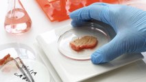 Carne Producida En Laboratorio Aprobada Por El USDA
