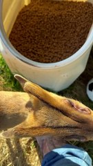 Muntjac Deer Looks Like a Space Alien