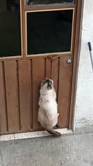 Smart Cat Figures Out How to Open Door