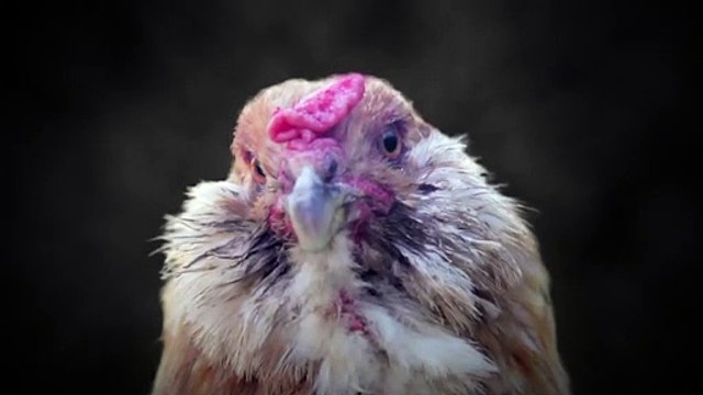 « Nous sommes tous pareils » – Stomy Bugsy défend les animaux dans une nouvelle vidéo de PETA