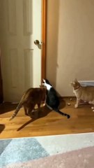 Best funny cats videos - funny animals compilation videos -afv animals #cat #dog #funnycat #funnyanimals #viralcats