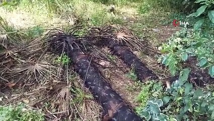 Thieves Haunted in Vineyard： Le premier fusil antique, maintenant la télévision volée