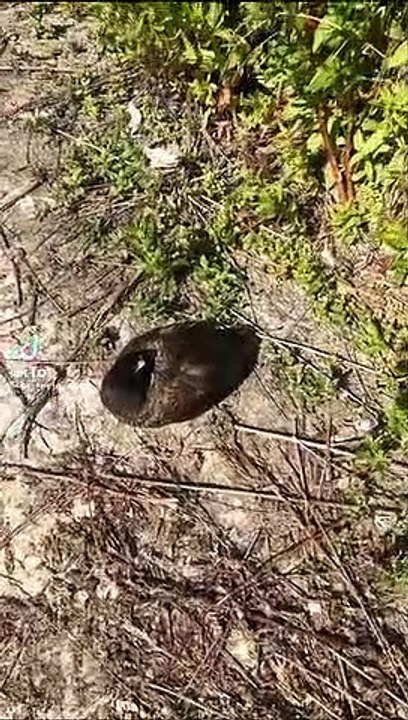 Duck looking sad