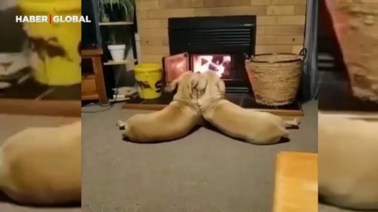 İki köpeğin şömine keyfi yaptığı anlar gülümsetti