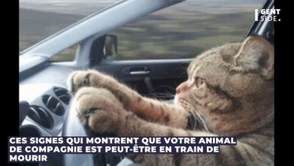 Ces signes qui montrent que votre animal de compagnie est peut-être en train de mourir