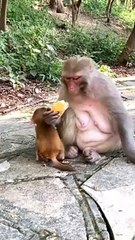 You can't eat without teeth#monkey#animalworld#pet#fyp