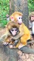 Yada made trouble later#monkey#cute#pet#animal#fyp