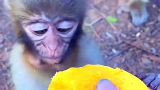 Xiaozhen Pearl Eats Mango#monkey#cute#pet#animal#fyp