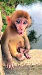 Xiaomei is hungry#monkey#cute#pet#animal#fyp