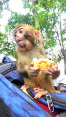 小蓝星小朋友#monkey#cute#pet#animal#fyp