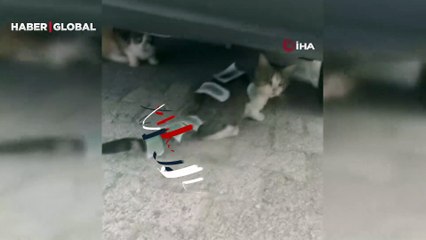 Üzerine ağda bantları yapıştırılarak işkence edilen kedinin son hali yürekleri burktu