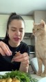 Teasing a Cat Begging For Food
