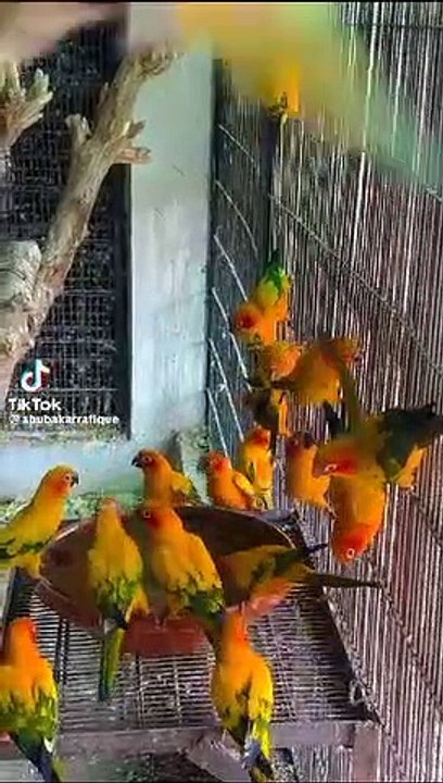 Beautiful parrots