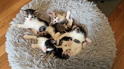Foster Kittens Piled in a Fluffy Bed
