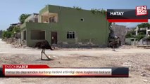 Hatay'da enkaza dönen mahallesinde depremden kurtardığı deve kuşlarına bakıyor