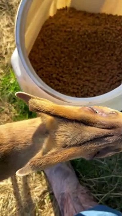 Muntjac Deer Looks Like a Space Alien