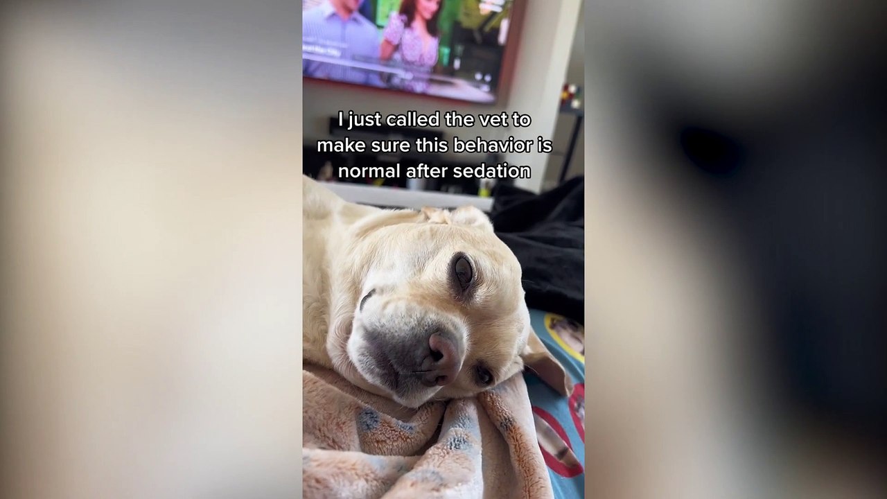 French bulldog can't cope after being sedated during vet's visit for an