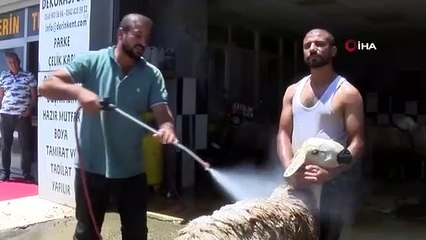 Mouton sacrificiel lavé dans un lave-auto, a suscité une réaction