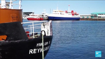 Iceland suspends whale hunt on animal welfare concerns