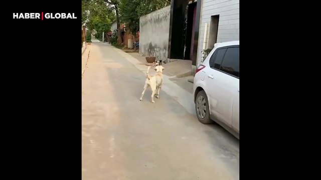 Anne köpeğin, dışarı çıkan yavrularını azarladığı anlar gündem oldu: 'İçeri gir'