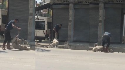 Adana'da bir kişi, koyunu darbedip bayılttı 