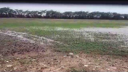 खरीफ की बुवाई शुरू, अच्छी पैदावार की उम्मीद