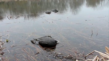Hunderte Vögel an der Nordsee verendet