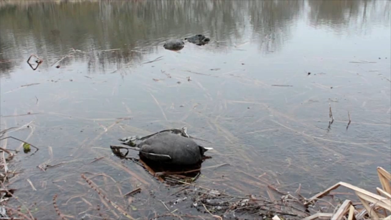 Hunderte vögel an der nordsee verendet