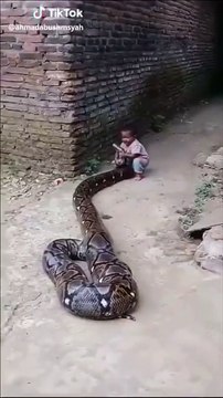 Cette fillette joue avec un énorme serpent... même pas peur du python