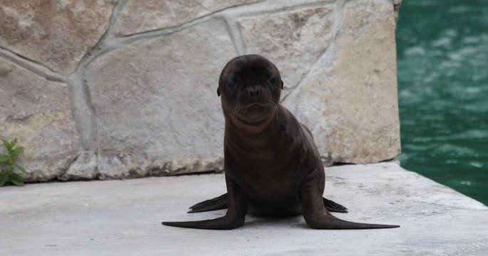 Un bébé otarie mâle est né au zoo d'Amiens, une première depuis dix ans