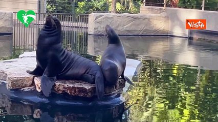 Al Bioparco di Roma ? nata una otaria della California, le immagini del parto