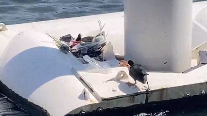 TRAGIC Footage shows Birds making Nest from LITTER!