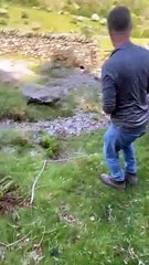 Rescuing a Trapped Sheep