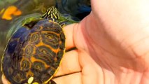 'Target Acquired' - Turtle owner shows his creative way of luring out his pet to feed it