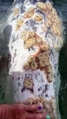 Young Gray Whales Approach Boat