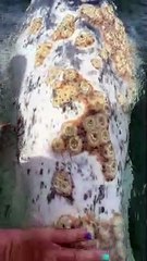 Young Gray Whales Approach Boat