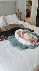 Dog Comforts Crying Baby